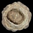Flower-Like Sandstone Concretion - Pseudo Stromatolite #62205-1